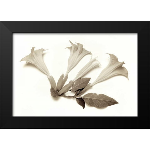 Garden Bloom - 22 Black Modern Wood Framed Art Print by Blaustein, Alan
