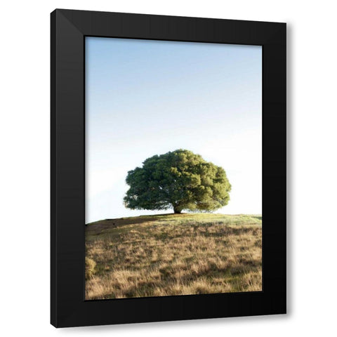Oak Tree - 77 Black Modern Wood Framed Art Print with Double Matting by Blaustein, Alan