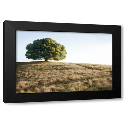 Oak Tree - 76 Black Modern Wood Framed Art Print by Blaustein, Alan