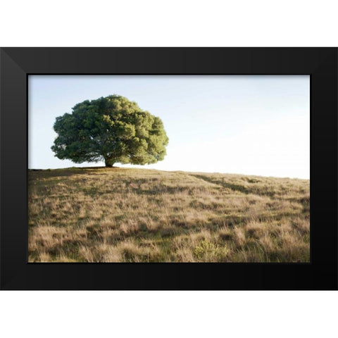 Oak Tree - 76 Black Modern Wood Framed Art Print by Blaustein, Alan