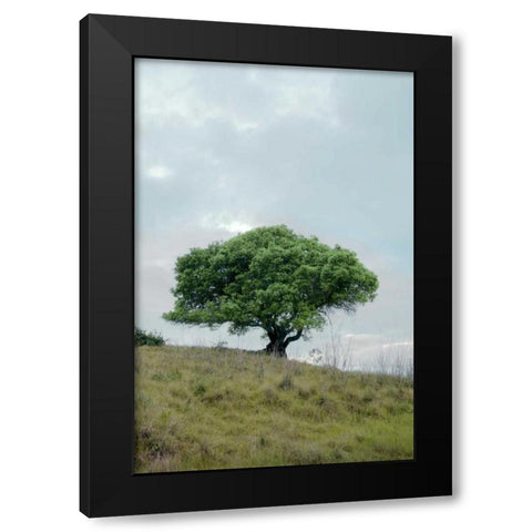 Oak Tree - 80 Black Modern Wood Framed Art Print by Blaustein, Alan