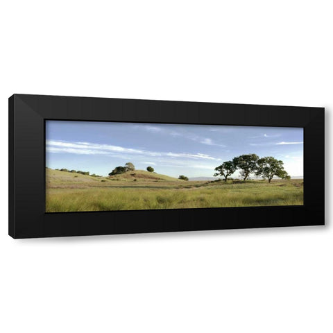 Oak Tree - 82 Black Modern Wood Framed Art Print with Double Matting by Blaustein, Alan