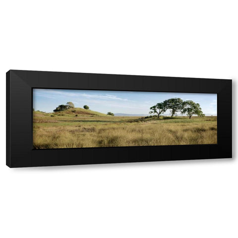 Oak Tree - 83 Black Modern Wood Framed Art Print by Blaustein, Alan