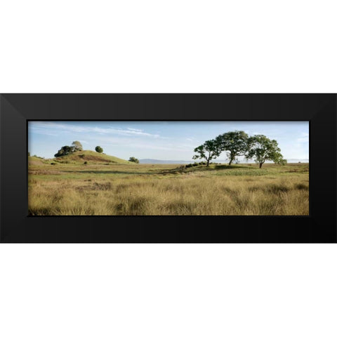 Oak Tree - 83 Black Modern Wood Framed Art Print by Blaustein, Alan
