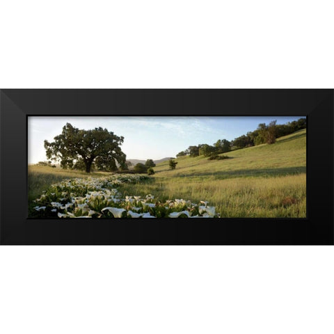 Oak Tree Pano - 92 Black Modern Wood Framed Art Print by Blaustein, Alan
