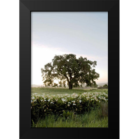 Oak Tree - 84 Black Modern Wood Framed Art Print by Blaustein, Alan