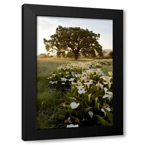 Oak Tree - 88 Black Modern Wood Framed Art Print with Double Matting by Blaustein, Alan