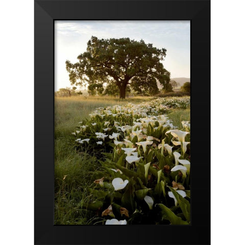 Oak Tree - 88 Black Modern Wood Framed Art Print by Blaustein, Alan