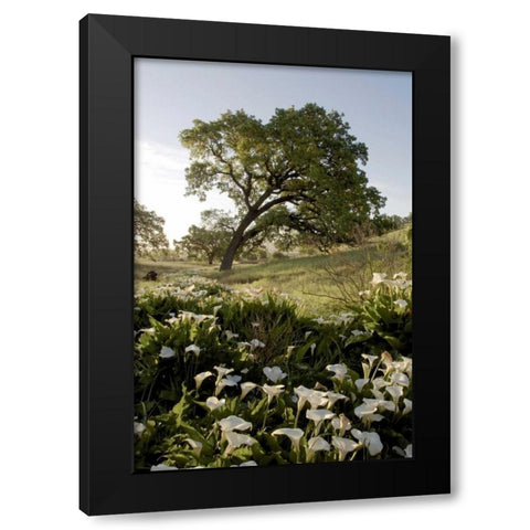 Oak Tree - 90 Black Modern Wood Framed Art Print with Double Matting by Blaustein, Alan