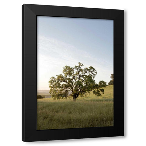 Oak Tree - 87 Black Modern Wood Framed Art Print by Blaustein, Alan