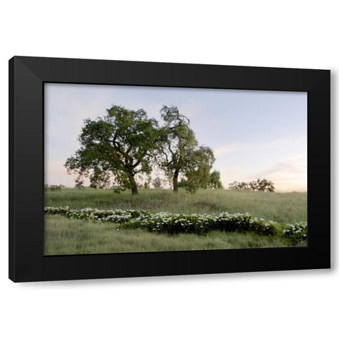 Oak Tree - 85 Black Modern Wood Framed Art Print by Blaustein, Alan