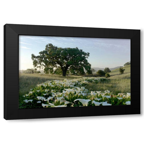 Oak Tree - 89 Black Modern Wood Framed Art Print by Blaustein, Alan