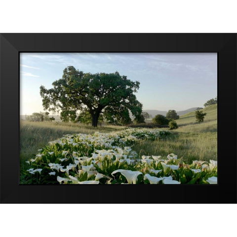 Oak Tree - 89 Black Modern Wood Framed Art Print by Blaustein, Alan