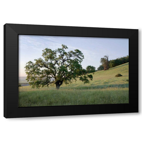 Oak Tree - 86 Black Modern Wood Framed Art Print with Double Matting by Blaustein, Alan