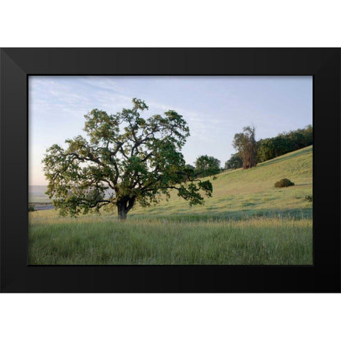 Oak Tree - 86 Black Modern Wood Framed Art Print by Blaustein, Alan