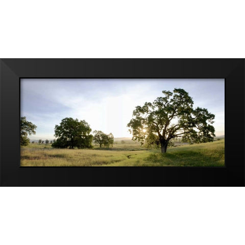 Oak Tree Pano - 98 Black Modern Wood Framed Art Print by Blaustein, Alan