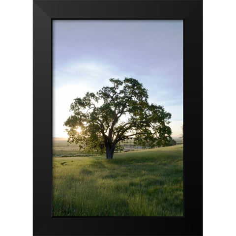 Oak Tree - 95 Black Modern Wood Framed Art Print by Blaustein, Alan