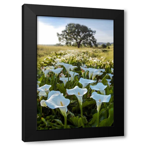 Oak Tree - 97 Black Modern Wood Framed Art Print with Double Matting by Blaustein, Alan