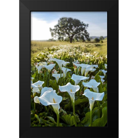Oak Tree - 97 Black Modern Wood Framed Art Print by Blaustein, Alan