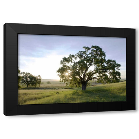 Oak Tree - 96 Black Modern Wood Framed Art Print by Blaustein, Alan