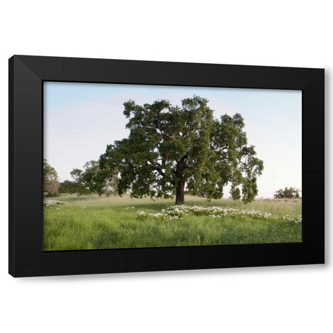 Oak Tree - 93 Black Modern Wood Framed Art Print with Double Matting by Blaustein, Alan