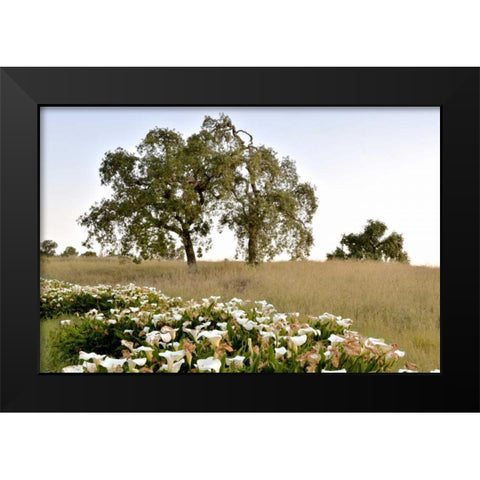 Oak Tree - 94 Black Modern Wood Framed Art Print by Blaustein, Alan