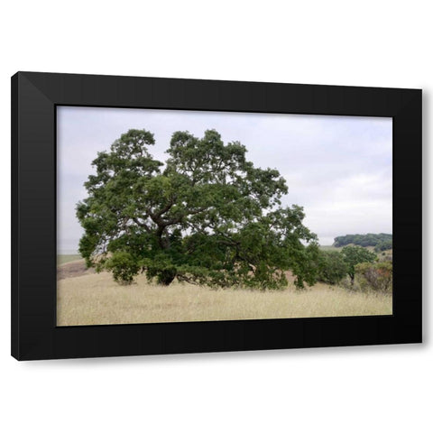 Oak Tree - 107 Black Modern Wood Framed Art Print by Blaustein, Alan