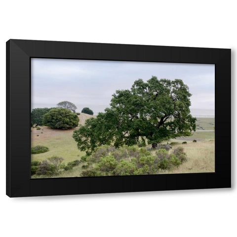 Oak Tree - 108 Black Modern Wood Framed Art Print with Double Matting by Blaustein, Alan