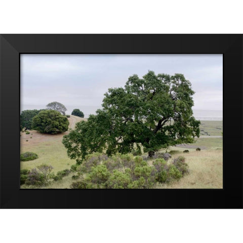Oak Tree - 108 Black Modern Wood Framed Art Print by Blaustein, Alan