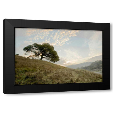 Oak Tree - 11 Black Modern Wood Framed Art Print with Double Matting by Blaustein, Alan