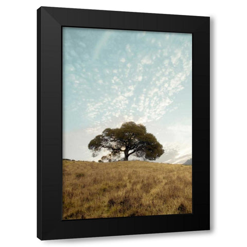 Oak Tree - 12 Black Modern Wood Framed Art Print by Blaustein, Alan