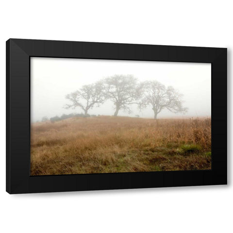 Oak Tree - 16 Black Modern Wood Framed Art Print by Blaustein, Alan