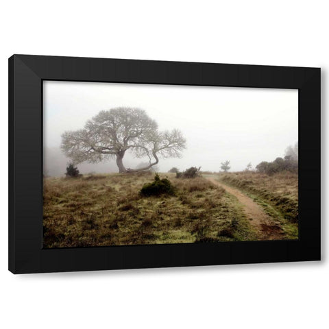 Oak Tree - 25 Black Modern Wood Framed Art Print with Double Matting by Blaustein, Alan