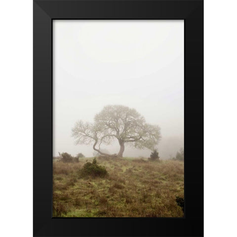 Oak Tree - 26 Black Modern Wood Framed Art Print by Blaustein, Alan