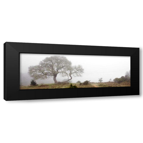 Oak Tree - 24 Black Modern Wood Framed Art Print by Blaustein, Alan