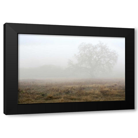 Oak Tree - 28 Black Modern Wood Framed Art Print by Blaustein, Alan