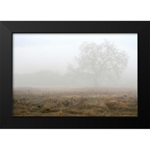 Oak Tree - 28 Black Modern Wood Framed Art Print by Blaustein, Alan