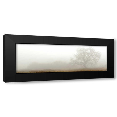 Oak Tree - 27 Black Modern Wood Framed Art Print with Double Matting by Blaustein, Alan