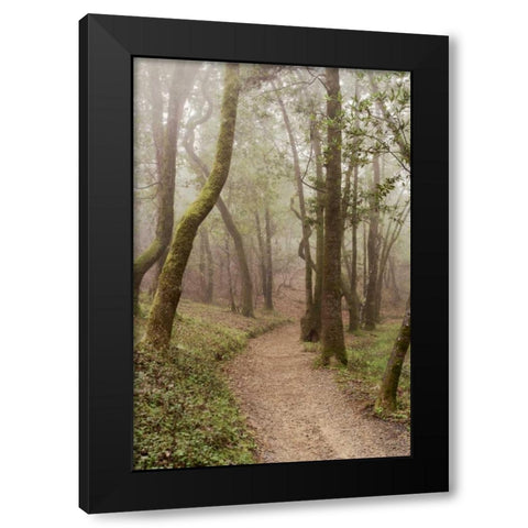 Oak Tree - 22 Black Modern Wood Framed Art Print by Blaustein, Alan