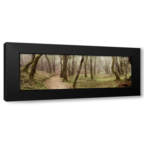 Oak Tree - 20 Black Modern Wood Framed Art Print by Blaustein, Alan