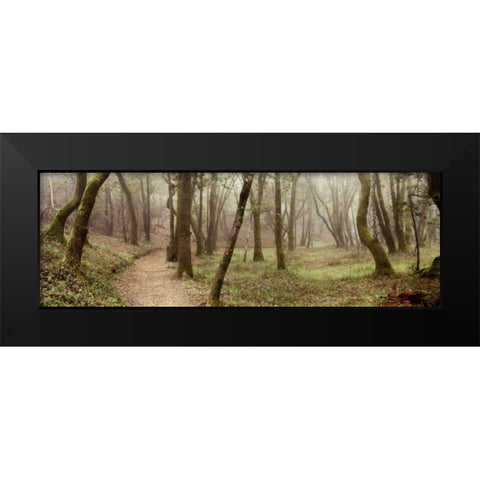 Oak Tree - 20 Black Modern Wood Framed Art Print by Blaustein, Alan