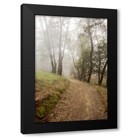 Oak Tree - 19 Black Modern Wood Framed Art Print by Blaustein, Alan