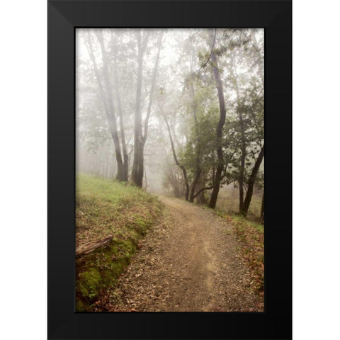 Oak Tree - 19 Black Modern Wood Framed Art Print by Blaustein, Alan