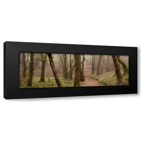 Oak Tree - 23 Black Modern Wood Framed Art Print by Blaustein, Alan