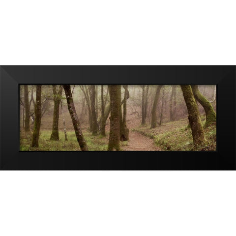 Oak Tree - 23 Black Modern Wood Framed Art Print by Blaustein, Alan