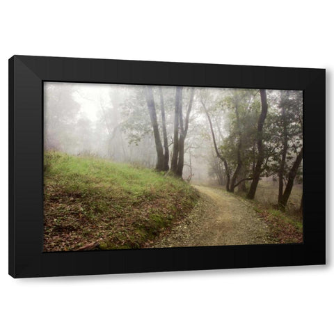 Oak Tree - 18 Black Modern Wood Framed Art Print by Blaustein, Alan