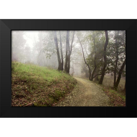 Oak Tree - 18 Black Modern Wood Framed Art Print by Blaustein, Alan