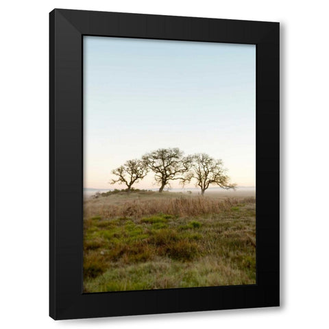 Oak Tree - 34 Black Modern Wood Framed Art Print with Double Matting by Blaustein, Alan