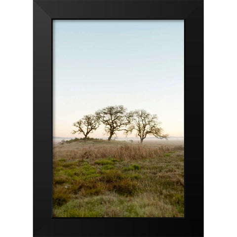 Oak Tree - 34 Black Modern Wood Framed Art Print by Blaustein, Alan
