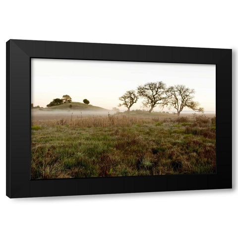 Oak Tree - 33 Black Modern Wood Framed Art Print by Blaustein, Alan